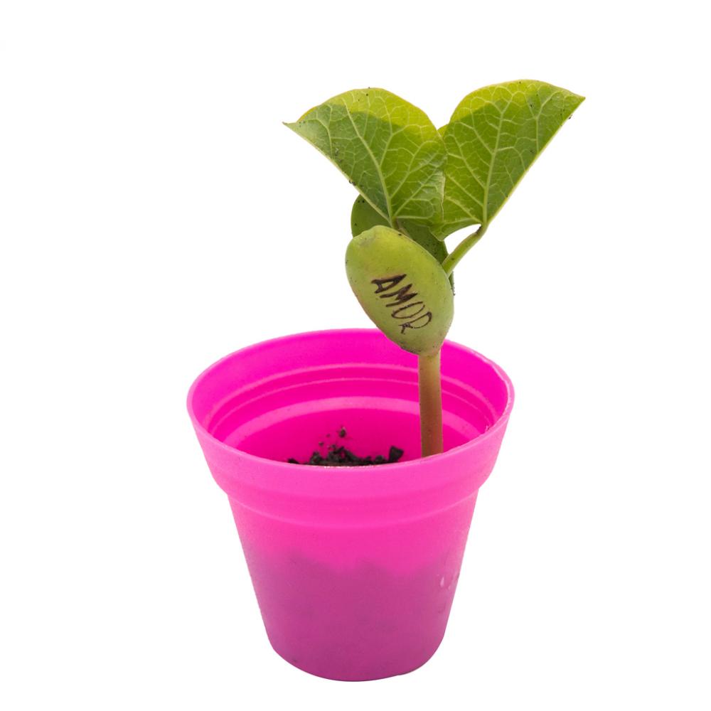 Semente mágica na caixa 